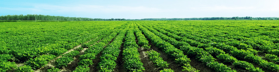 青岛宝泉花生制品